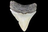 Bargain, Megalodon Tooth - North Carolina #76330-1
